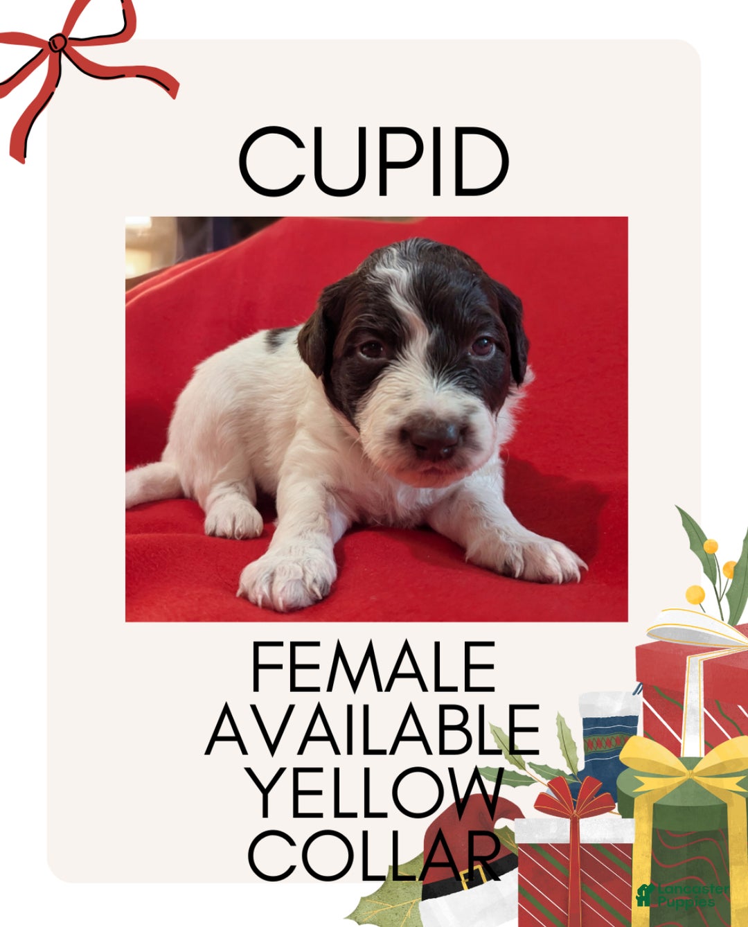 Mixed Breed dogs for sale: Cupid - Ad 1