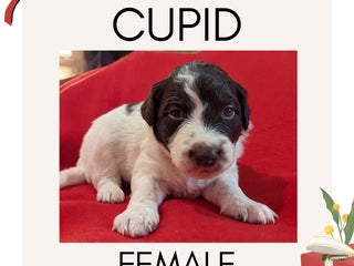 Mixed Breed dogs Cupid - Ad 12