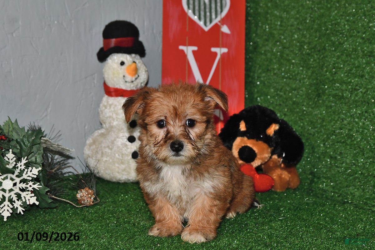 Yochon dogs Debbie - Ad 4