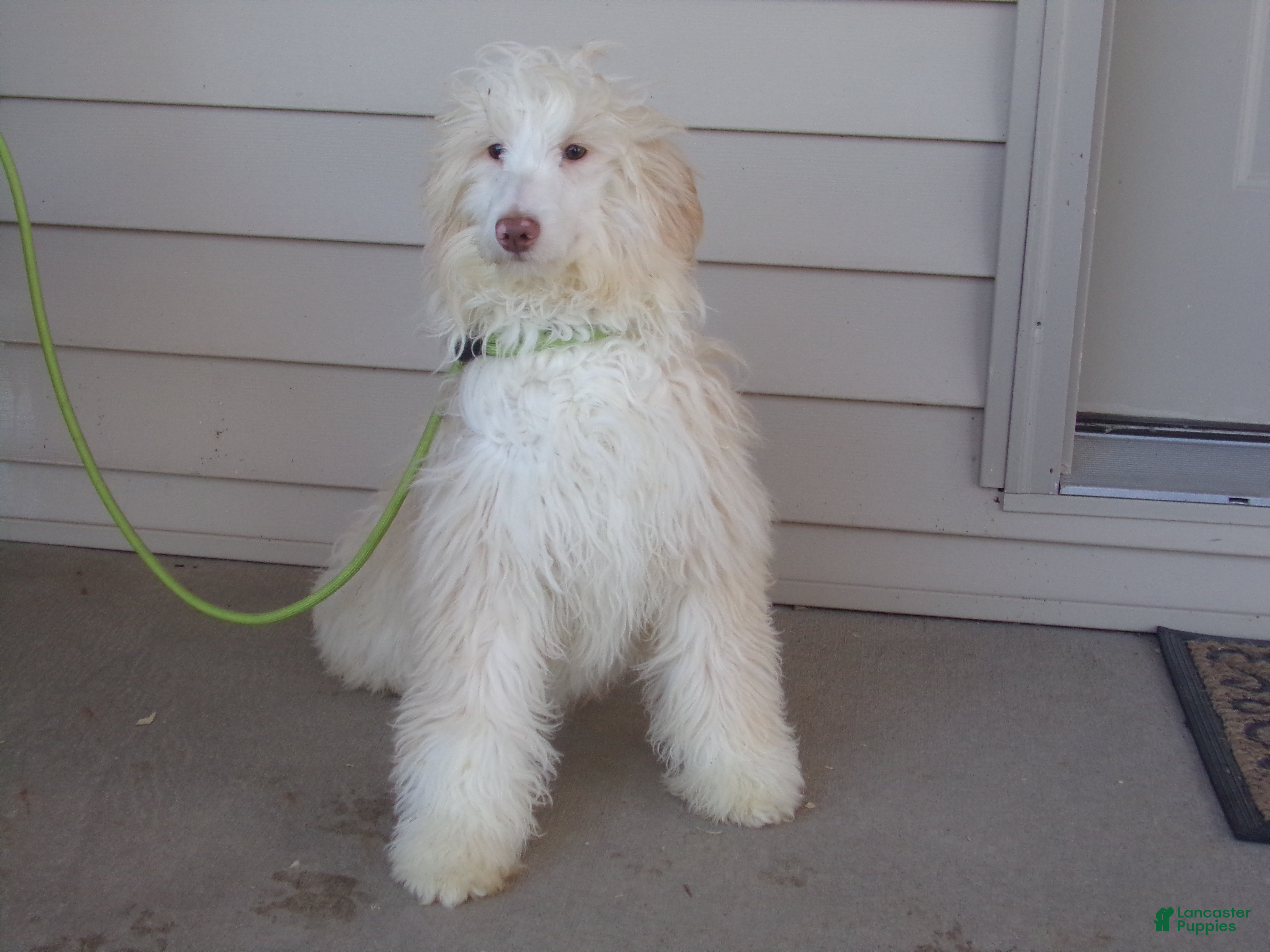 Aussiedoodle dogs Rena - Ad 1