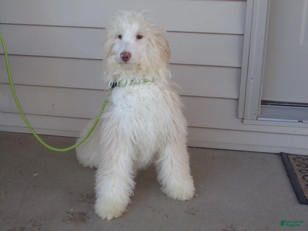 Aussiedoodle dogs for sale: Rena - Ad 1