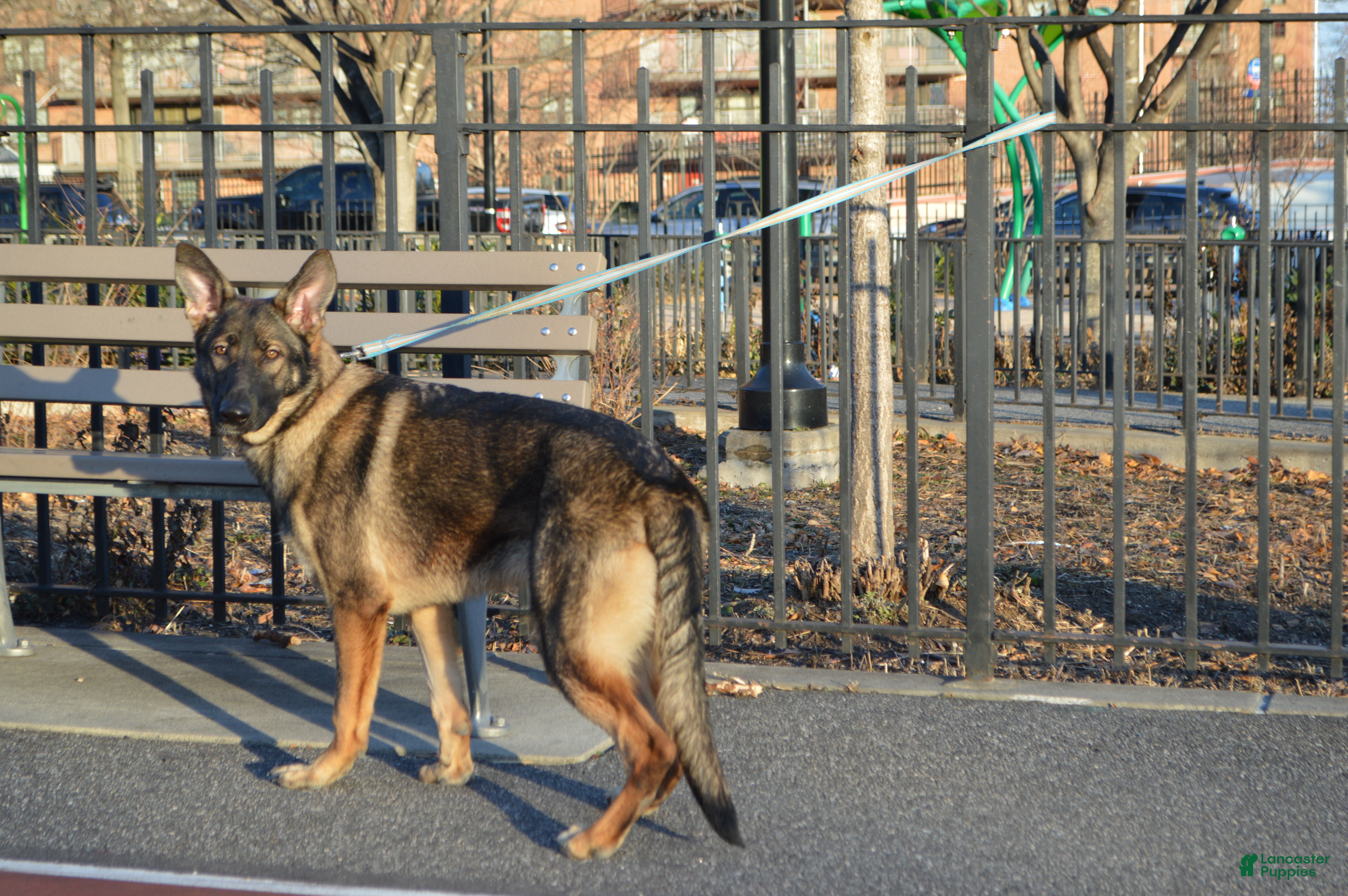 German Shepherd dogs Yellow - Ad 2