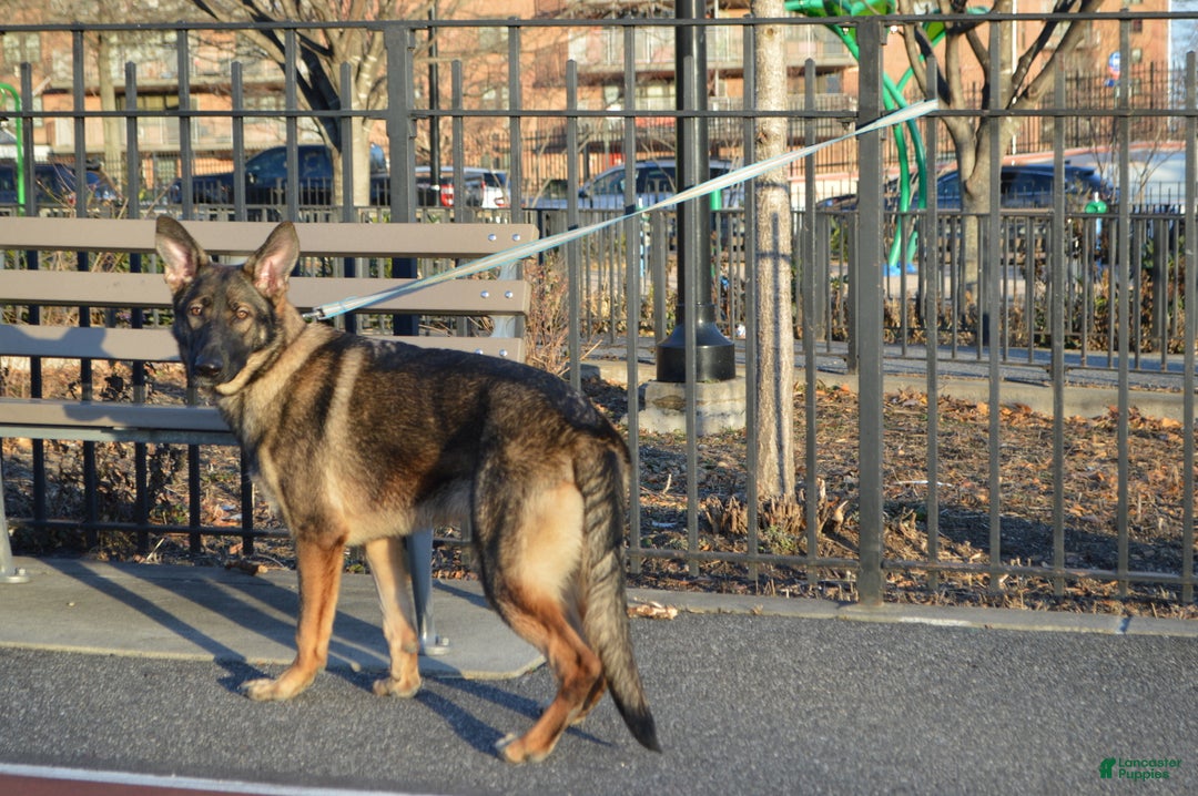 German Shepherd dogs for sale: Yellow - Ad 2