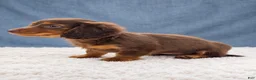 Miniature Dachshund dogs for sale: Miniature Dachshund 6 - Ad 5