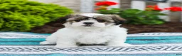 Shih Tzu dogs for sale: Blossom (Raised in Home, Crate Trained & Potty Training!) - Ad 3