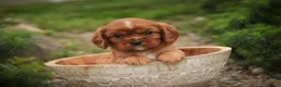 Cavalier King Charles Spaniel dogs for sale: Augie Cavalier King Charles Spaniel  - Ad 8