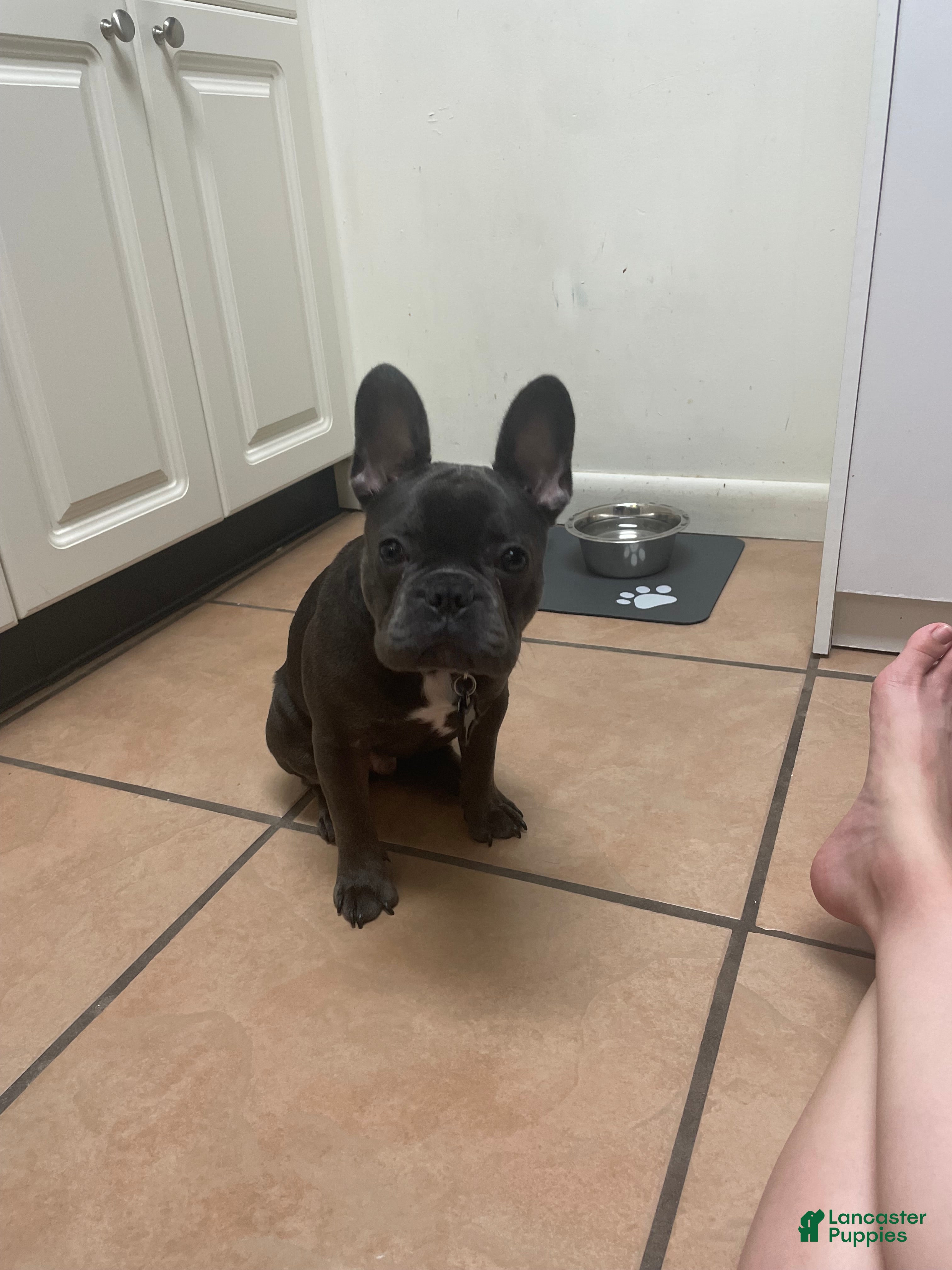 French Bulldog dogs Virgil French Bulldog - Ad 42