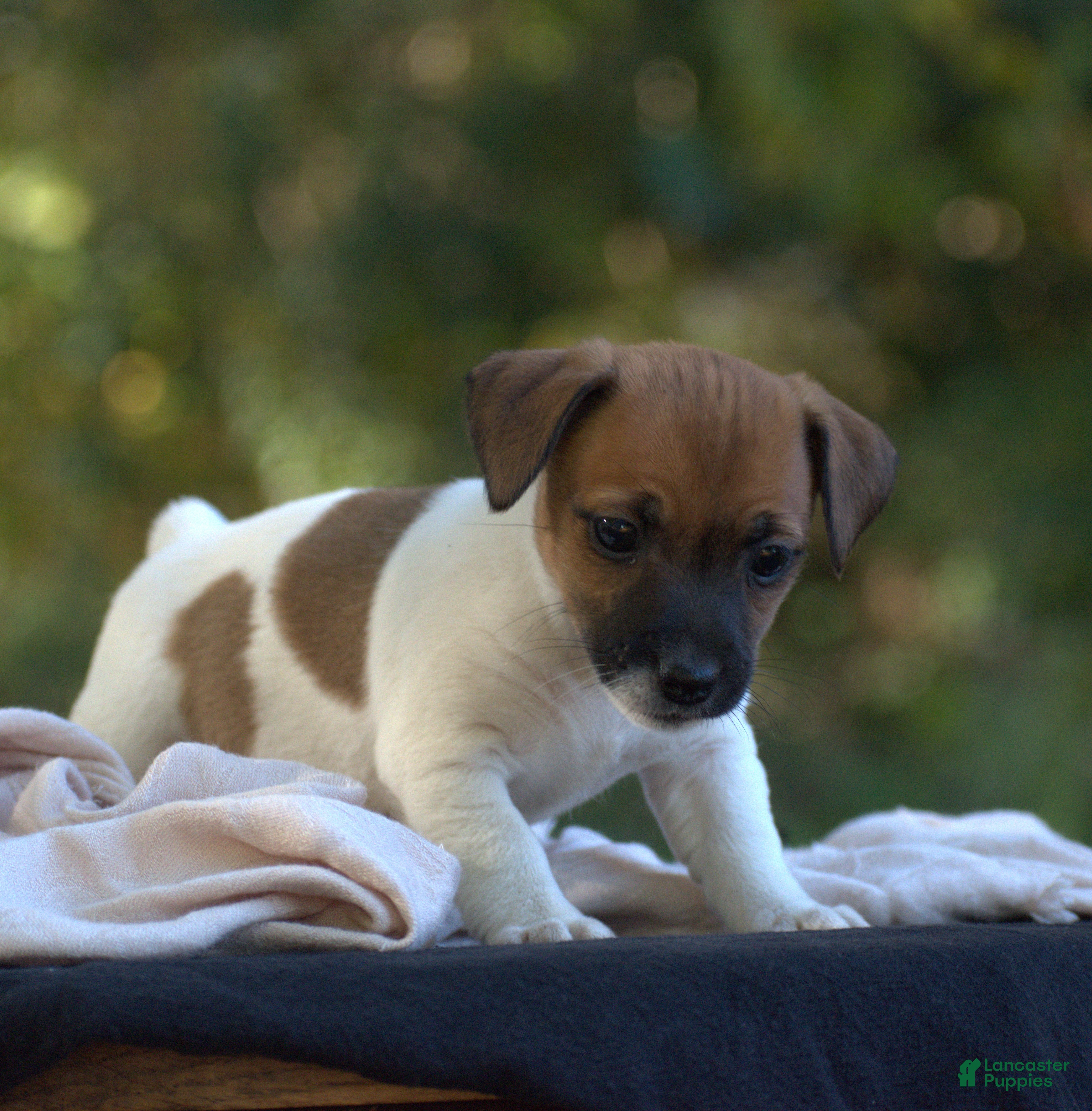 Jack Russell Terrier dogs for sale: Candace  - Ad 42