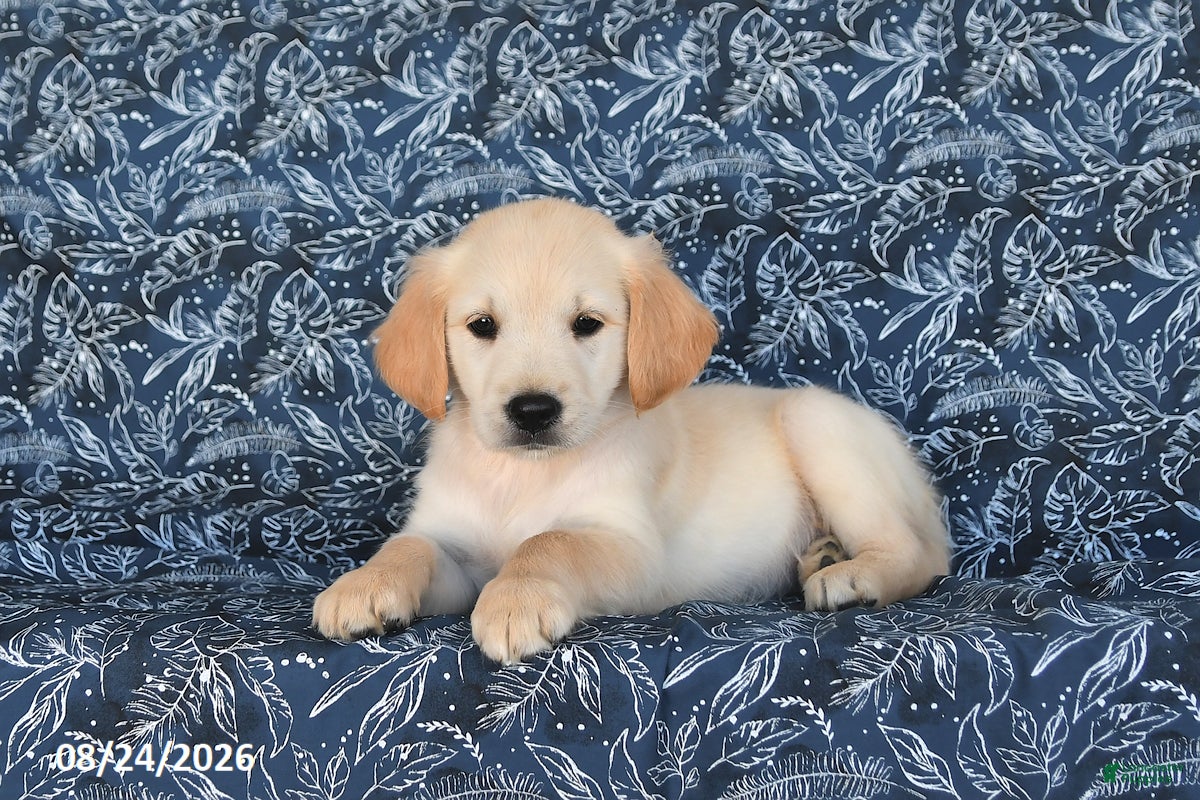 Golden Retriever dogs Natalie - Ad 2