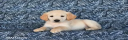 Golden Retriever dogs for sale: Natalie - Ad 2