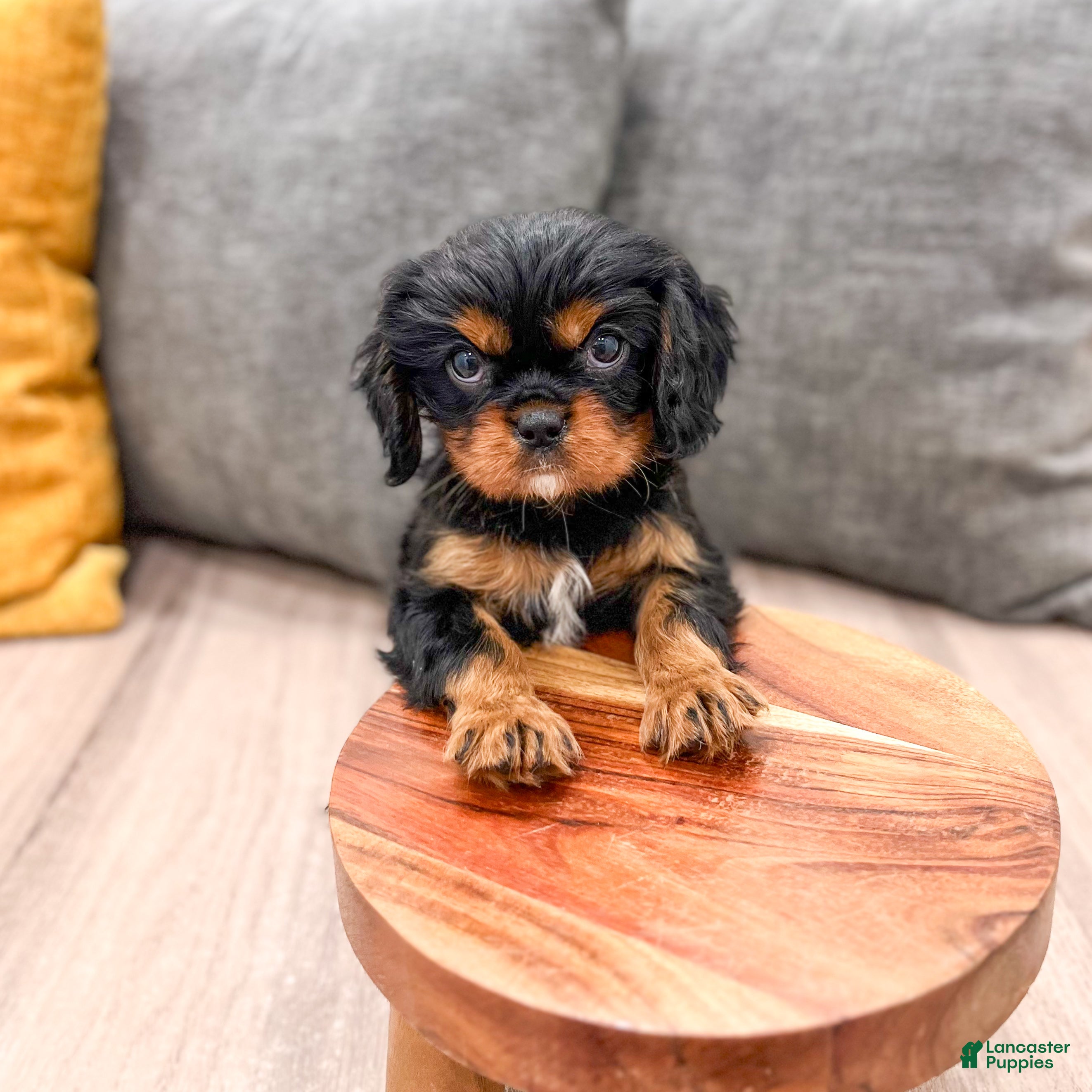 Cavalier King Charles Spaniel dogs Maddie - Ad 2