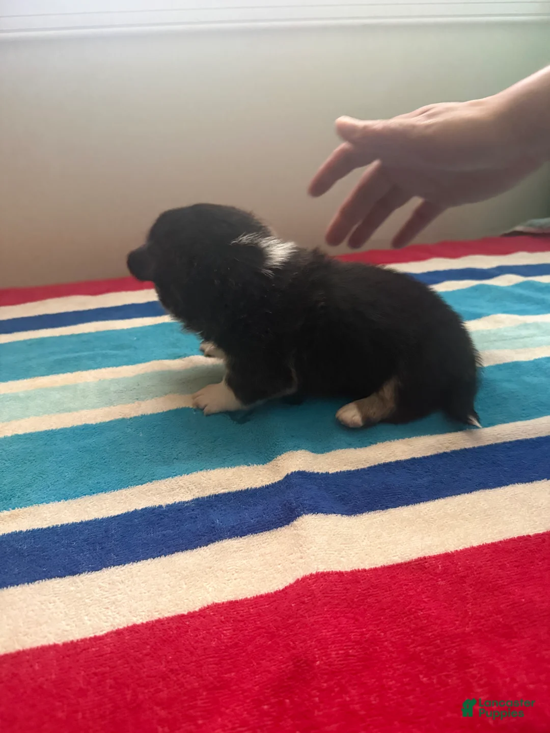 Welsh Corgi Pembroke dogs for sale: Dinero - Ad 2