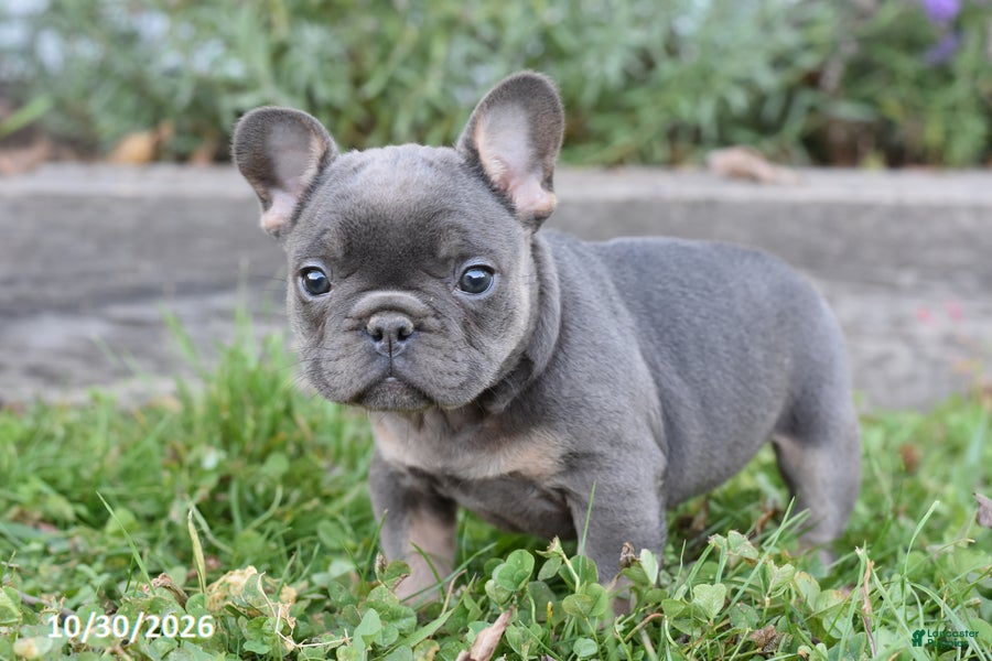 French Bulldog dogs for sale: Sierra - Ad 1
