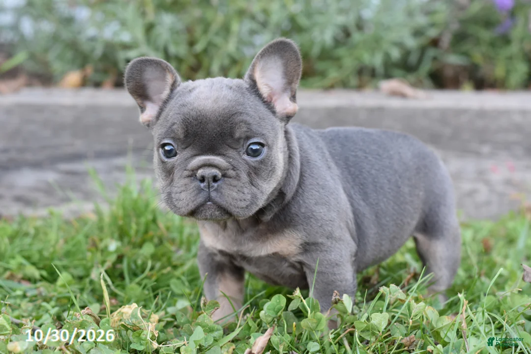 French Bulldog dogs for sale: Sierra - Ad 1