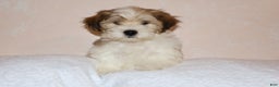 Shihpoo dogs for sale: Evon - Ad 2