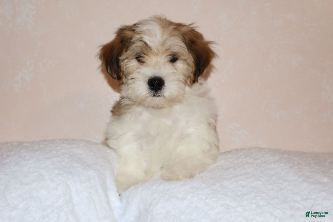 Shihpoo dogs for sale: Evon - Ad 2
