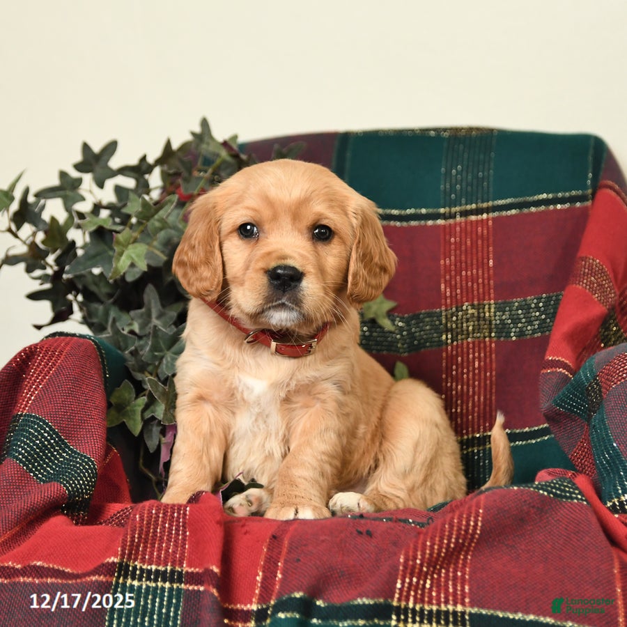 Miniature Golden Retriever dogs Brian - Ad 27