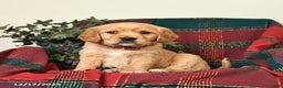 Miniature Golden Retriever dogs for sale: Brian - Ad 1