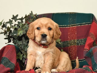 Miniature Golden Retriever dogs Brian - Ad 27