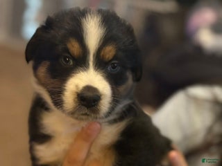 Australian Shepherd dogs Lucy. - Ad 3
