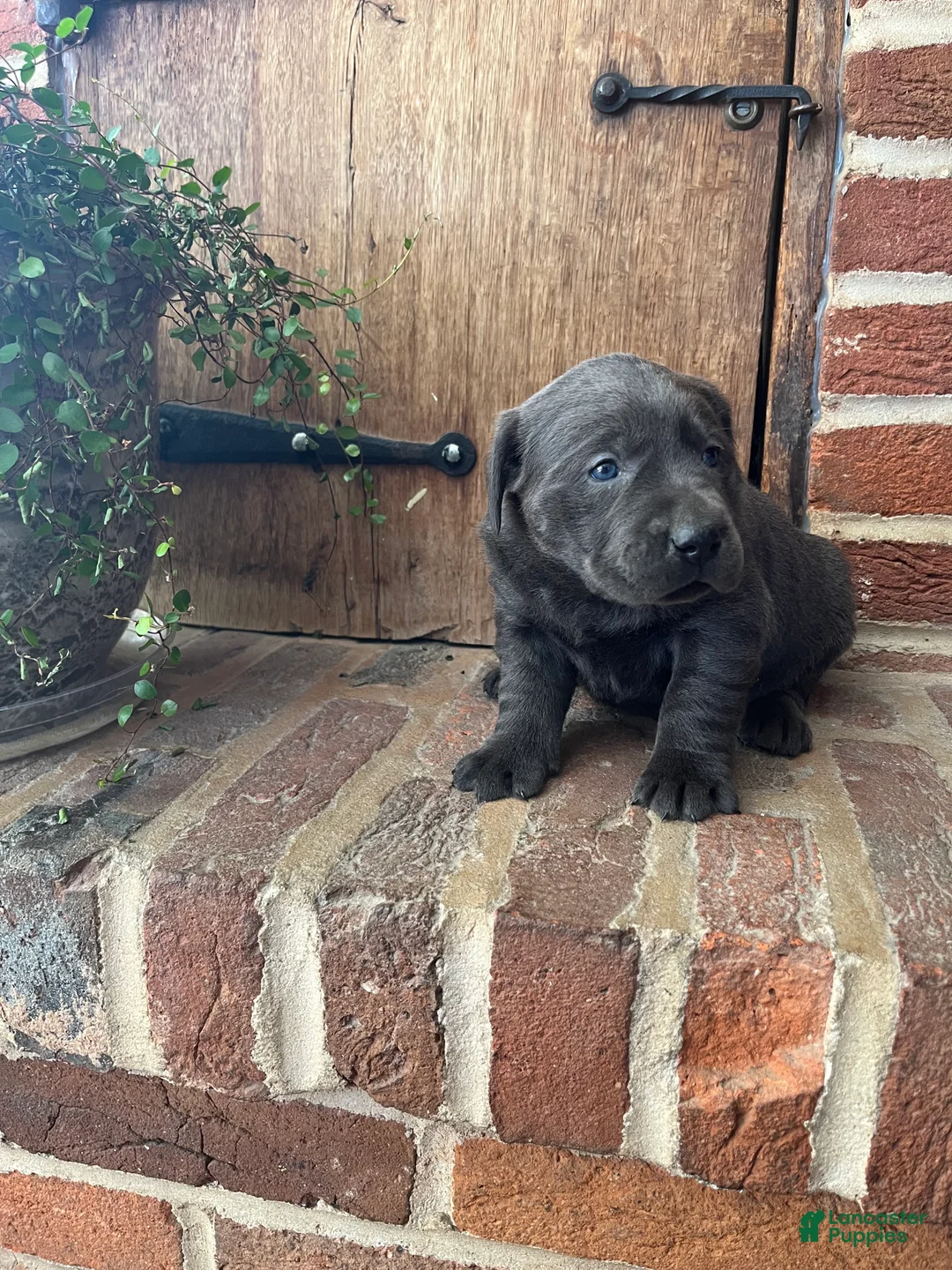 Labrador Retriever dogs for sale: Buttercup  - Ad 3