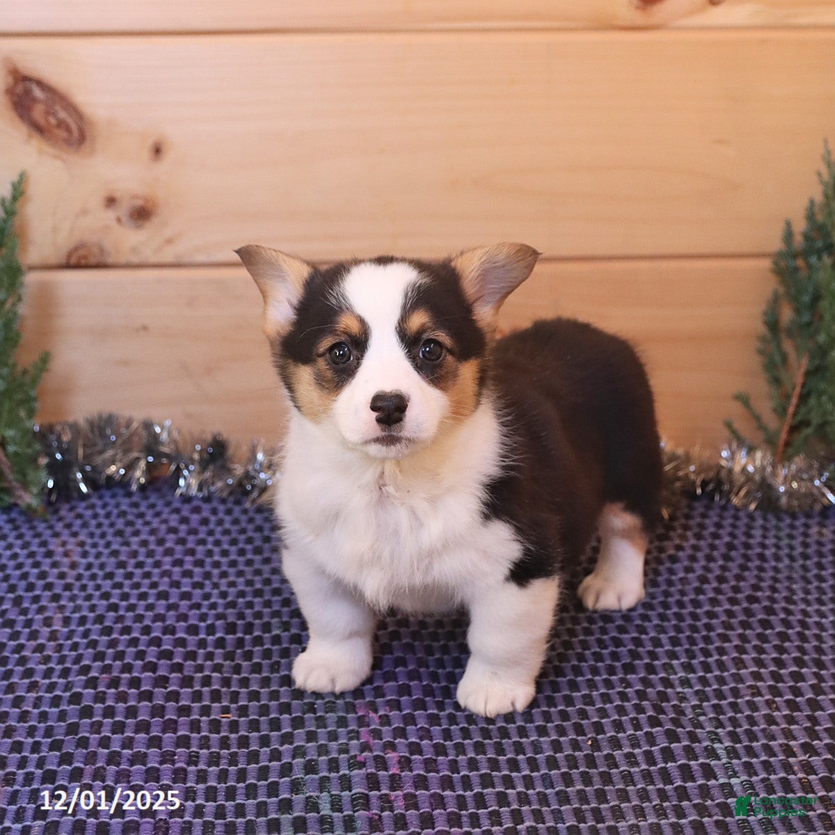 Welsh Corgi Pembroke dogs Happy - Ad 36