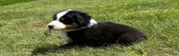Miniature Australian Shepherd dogs for sale: Miniature Australian Shepherd Puppy 8 - Ad 3