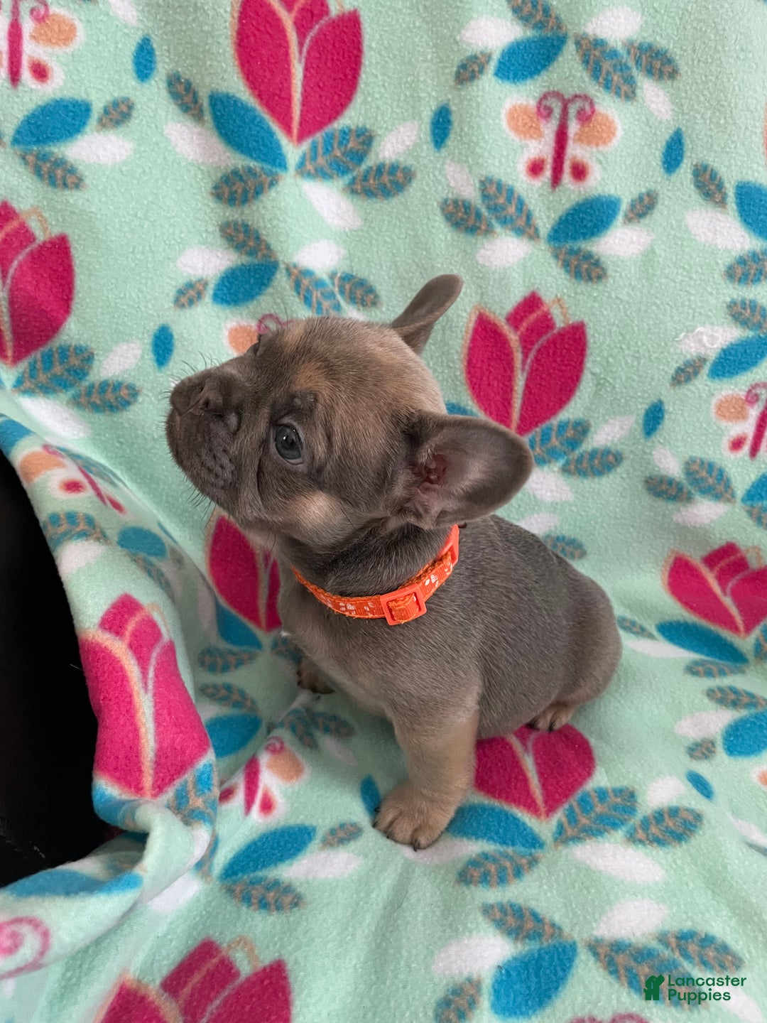 French Bulldog dogs for sale:  Puppy 3 - Ad 3