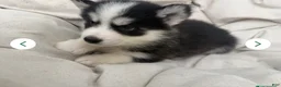 Siberian Husky dogs for sale: Willow - Ad 13