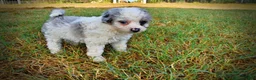 Havapoo dogs for sale: Milo-Sale!!! - Ad 4