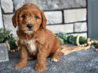 Goldendoodle dogs - Ad 32