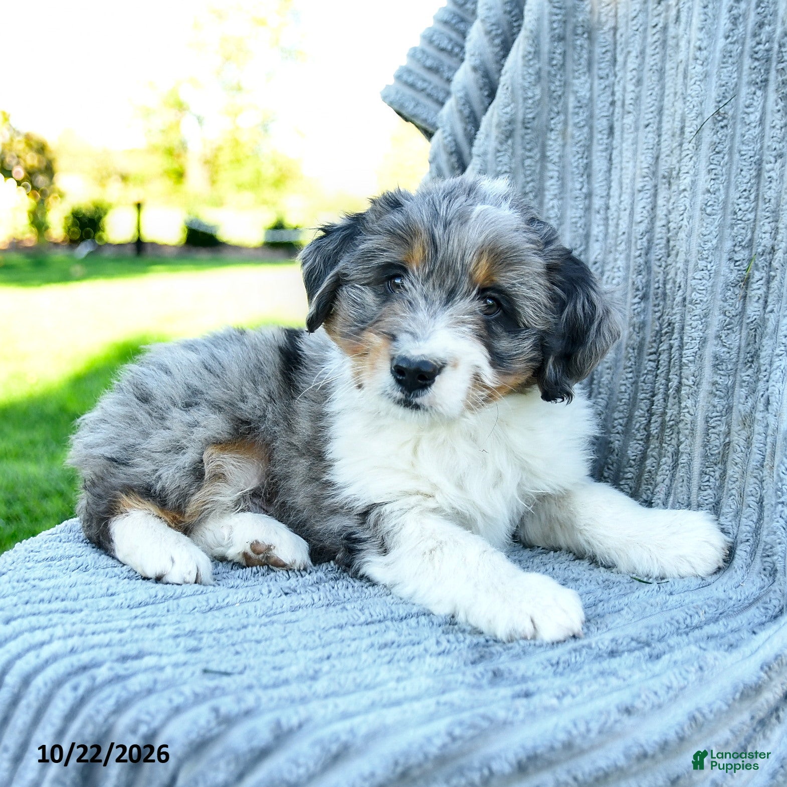 Miniature Australian Shepherd dogs for sale: Murphy - Ad 2