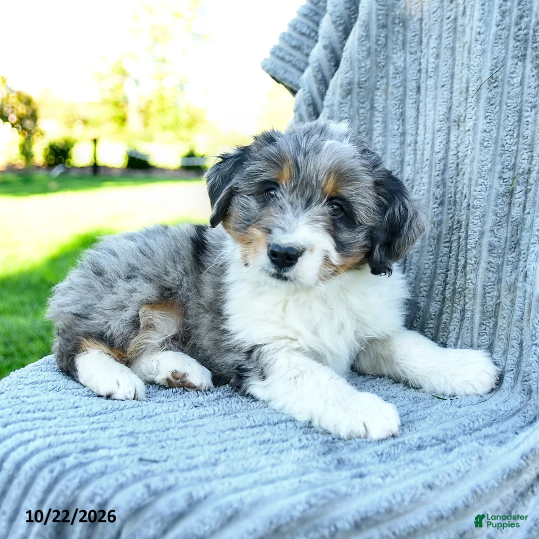Miniature Australian Shepherd dogs for sale: Murphy - Ad 2