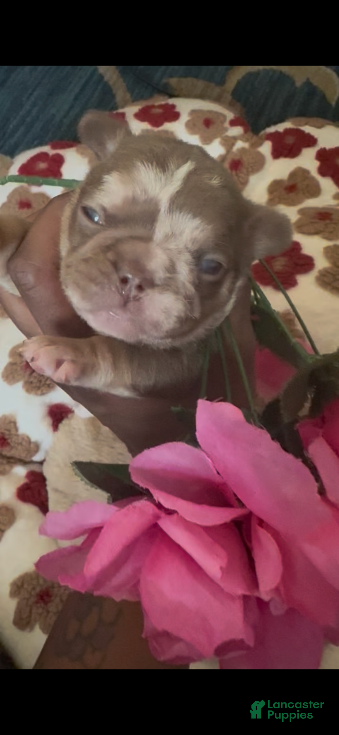 French Bulldog dogs RiRi - Ad 1