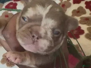 French Bulldog dogs for sale: RiRi - Ad 3