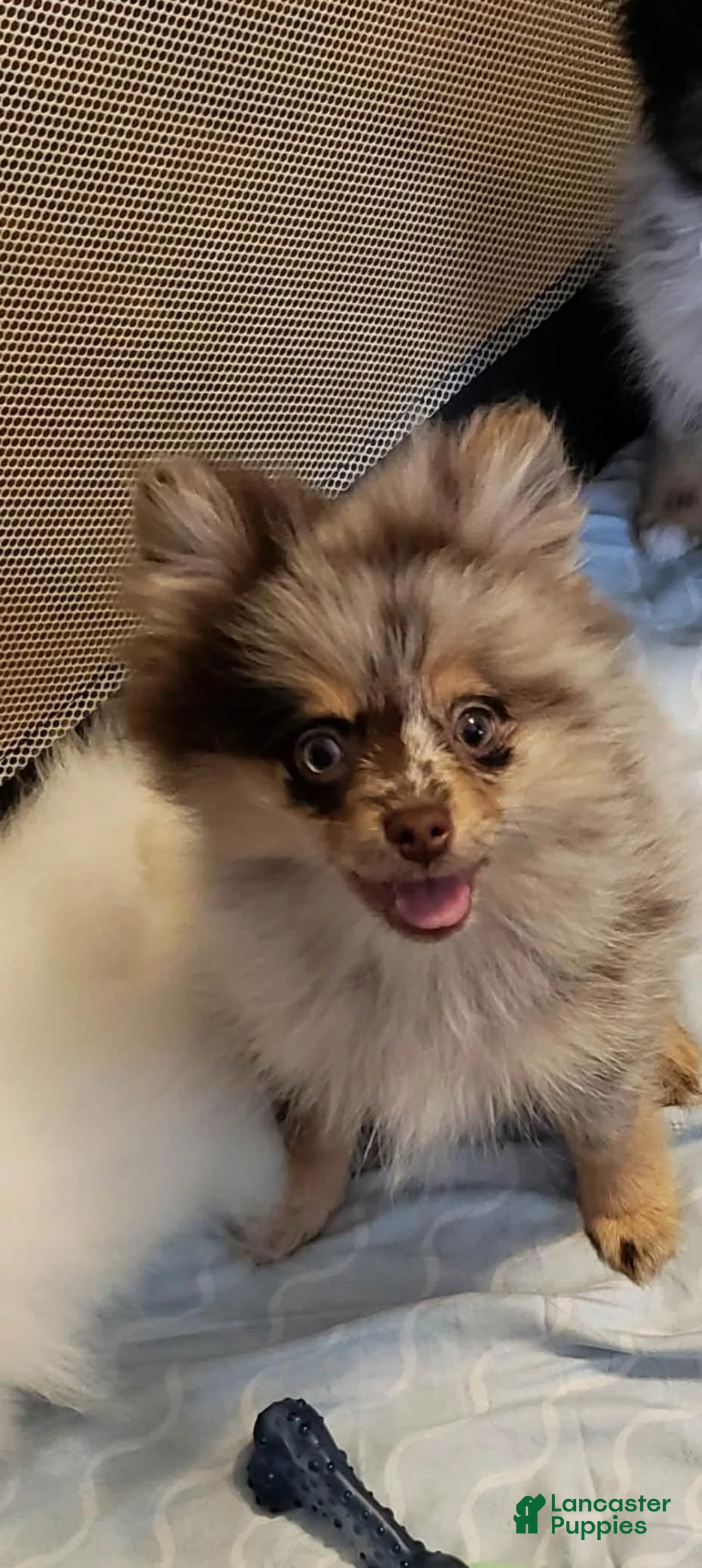 Pomeranian dogs for sale: Pomeranian 1 - Ad 4