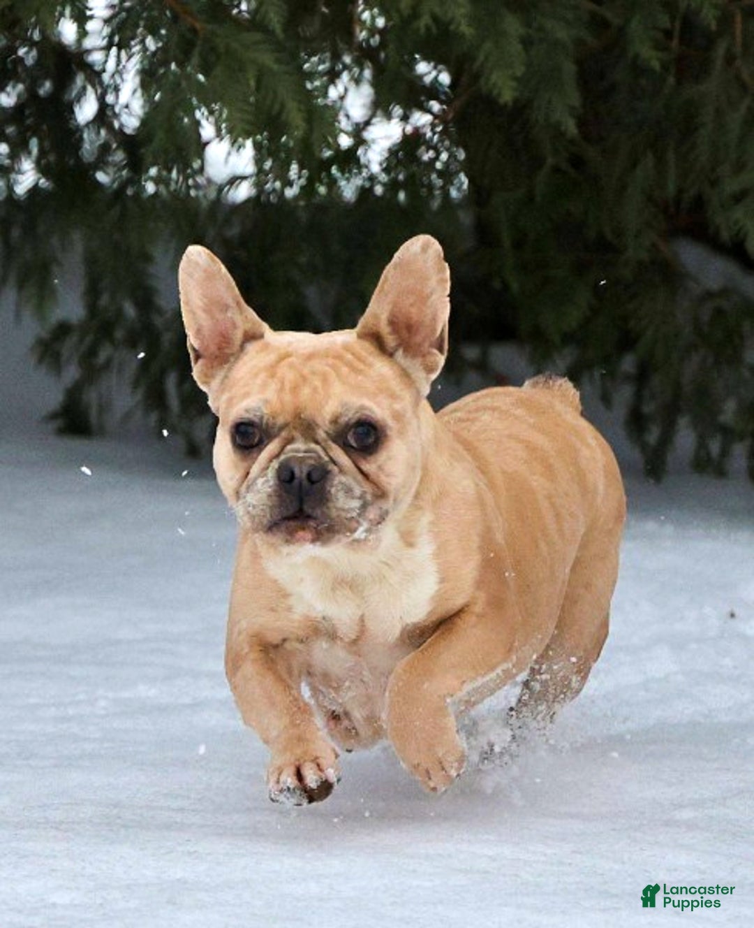 French Bulldog dogs for sale: Flora - Ad 1