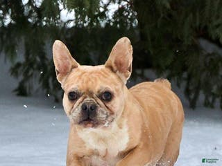 French Bulldog dogs Flora - Ad 6