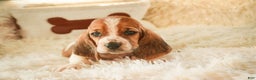 Basset Hound dogs for sale: Axiom - Ad 3