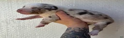 Catahoula Leopard Dog dogs for sale: Boy 3 - Ad 5
