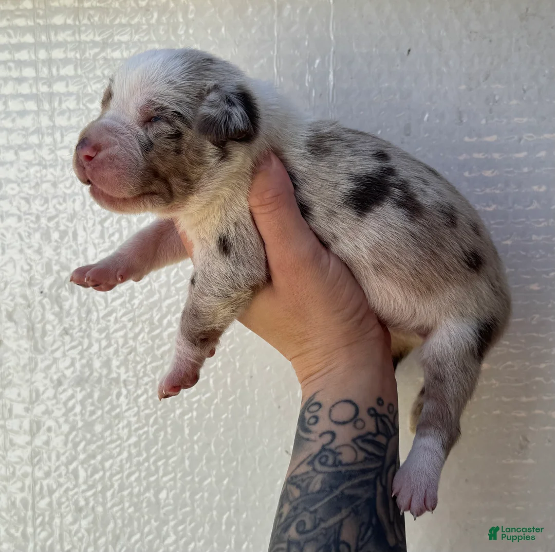 Catahoula Leopard Dog dogs for sale: Boy 3 - Ad 5