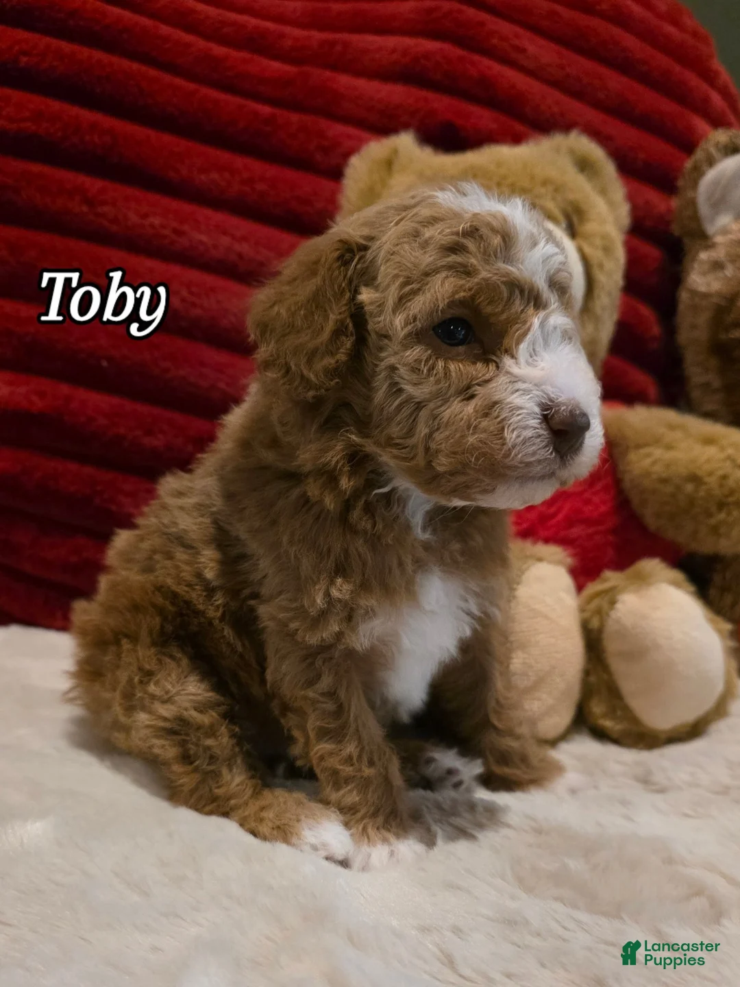 Mini Goldendoodle dogs for sale: Toby - Ad 3