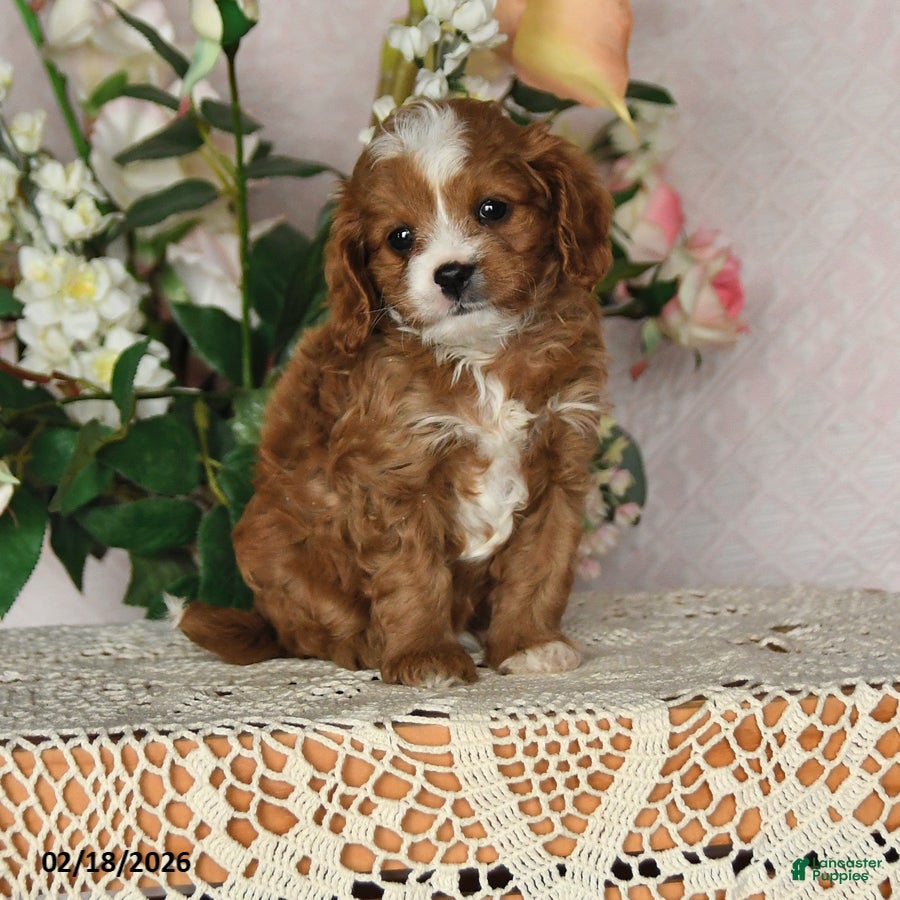 Cavapoo dogs Kathryn - Ad 1