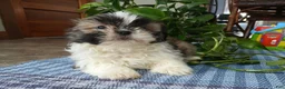 Shih Tzu dogs for sale: Rocco - Ad 4