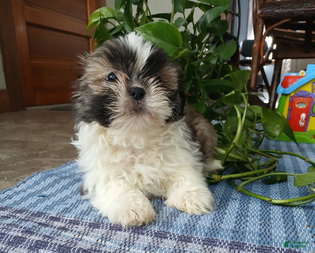 Shih Tzu dogs for sale: Rocco - Ad 4