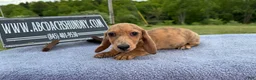 Miniature Dachshund dogs for sale: Brindle boy  - Ad 6