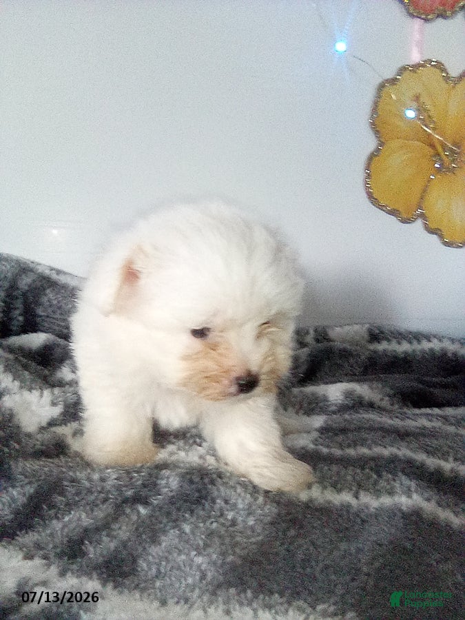 Pomapoo dogs Molly - Ad 1