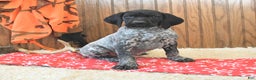 German Shorthaired Pointer dogs for sale: Dutch - Ad 1