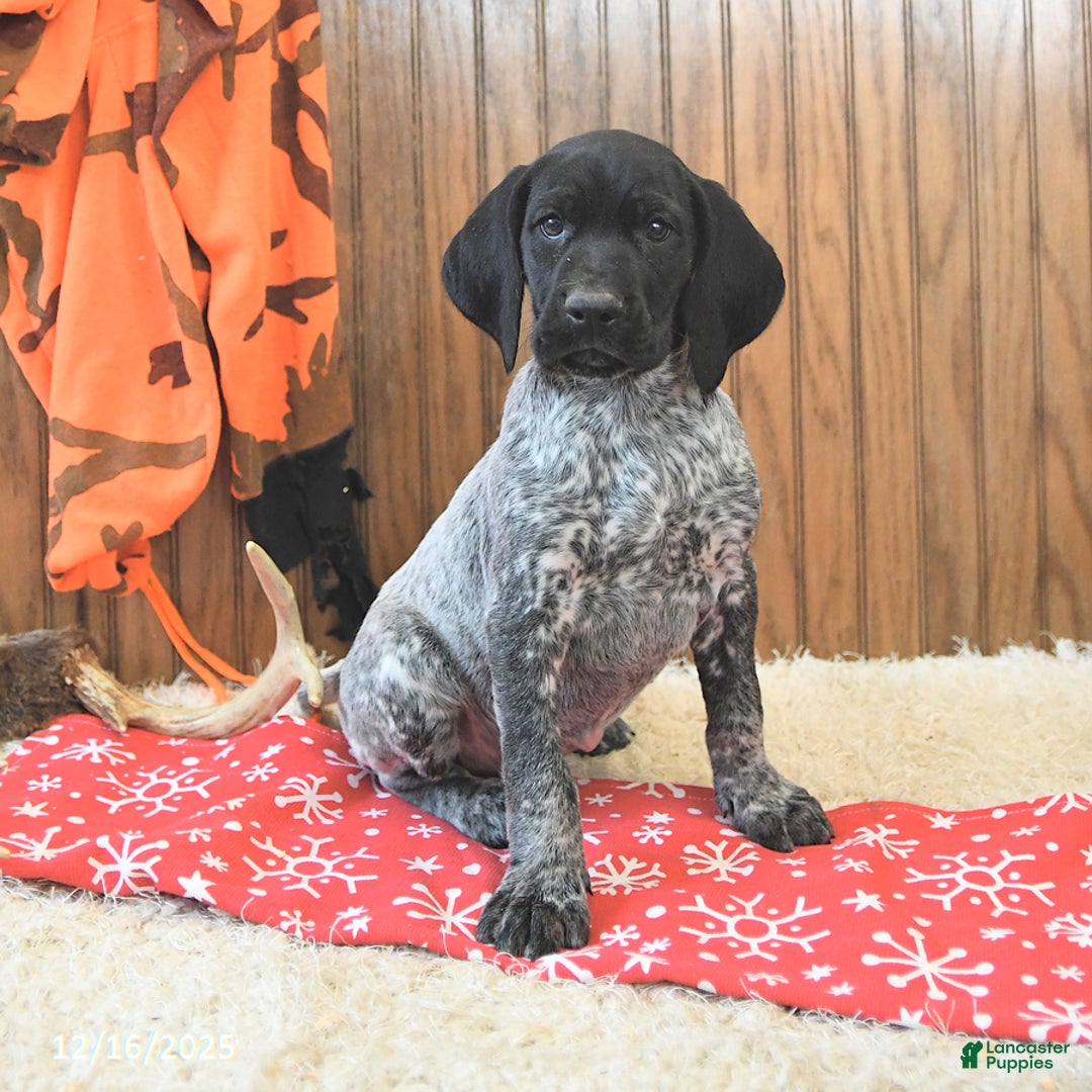 German Shorthaired Pointer dogs for sale: Dutch - Ad 1