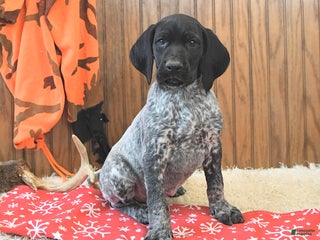 German Shorthaired Pointer dogs Dutch - Ad 9